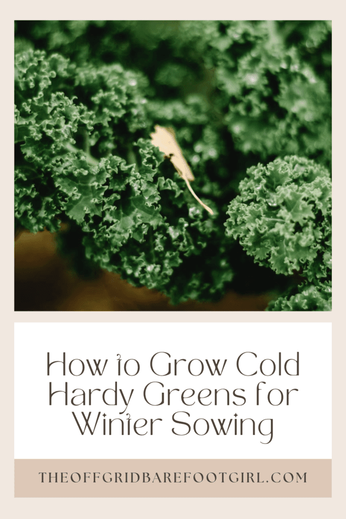 Image illustrates a Pinterest pin of hardy greens for winter sowing. 