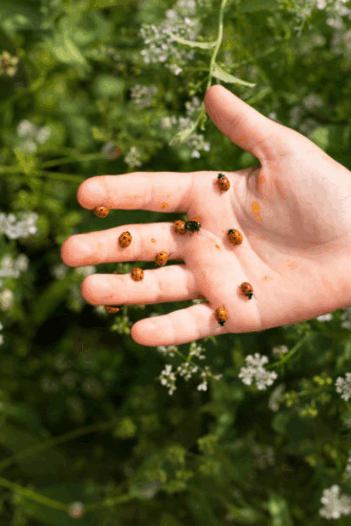 Image illustrates how to release ladybugs in your garden.