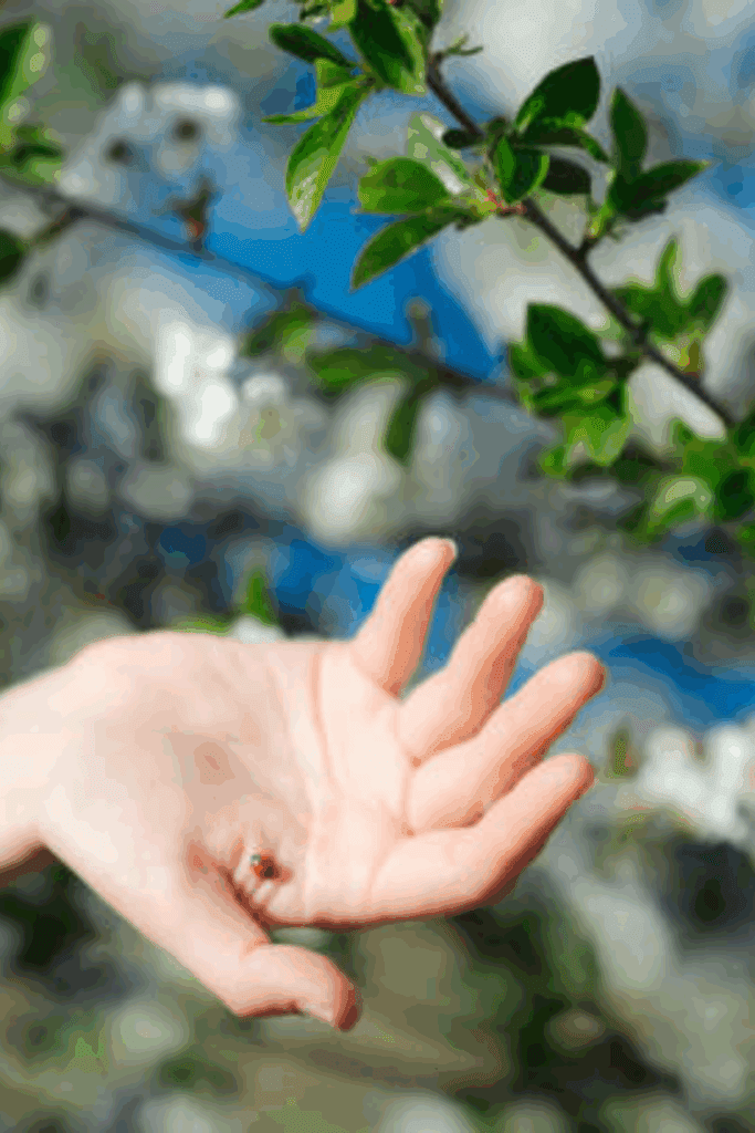 Image illustrates how to release ladybugs in your garden.