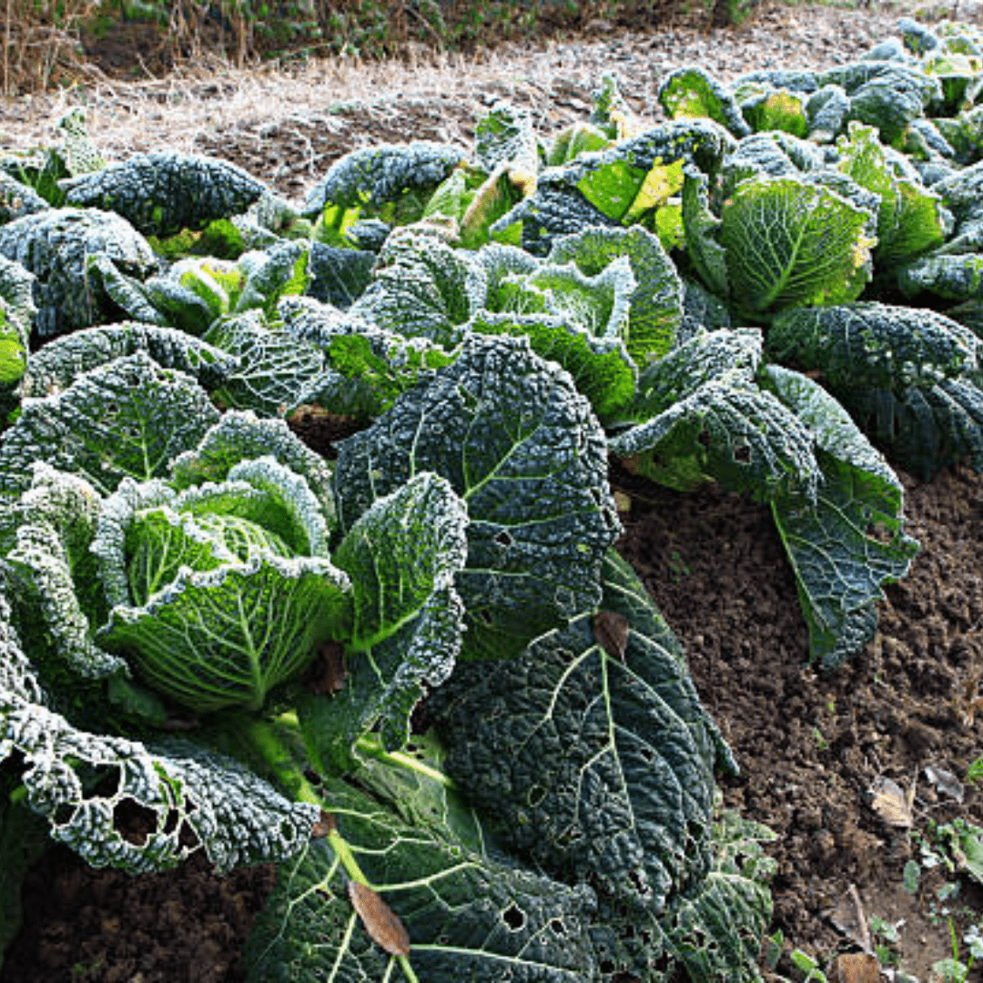 Image illustrates winter sowing vegetables for a successful winter garden.