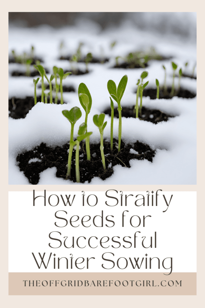 Image illustrates a Pinterest pin of seedlings sprouting in snow demonstrating information on how to stratify seeds for winter sowing. 