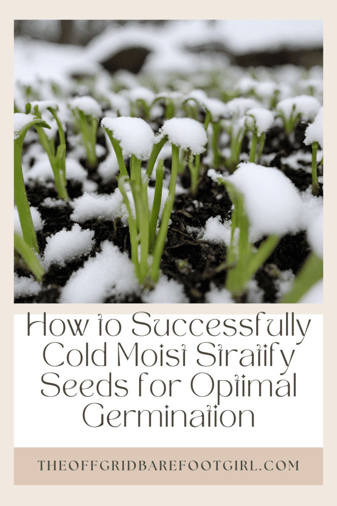Image illustrates a Pinterest pin of seedlings in snow demonstrating information how to cold moist stratify seeds. 