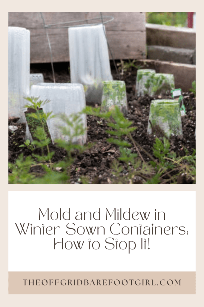 Image illustrates a Pinterest pin of plants in mini-greenhouses for information to prevent mold and mildew in winter-sown containers.