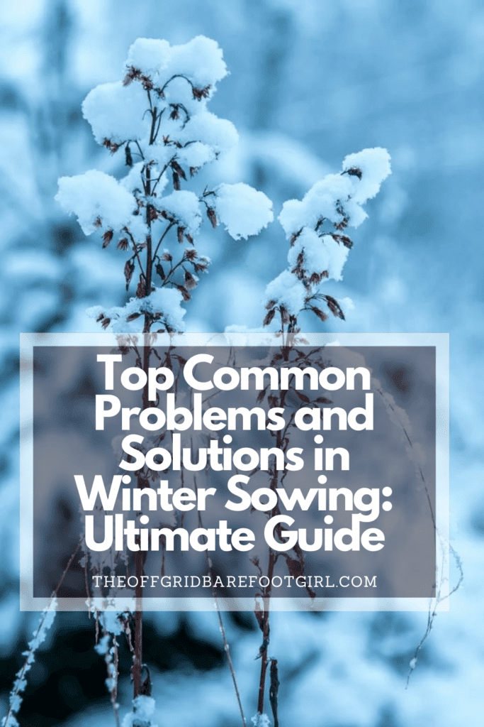 Image illustrates a Pinterest pin of a frosty plant demonstrating information for problems and solutions in winter sowing.