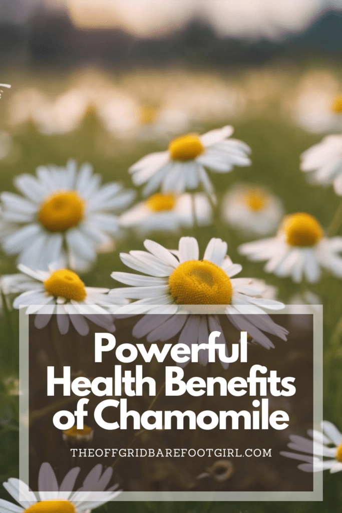 Image illustrates a Pinterest pin of chamomile demonstrating the health benefits of chamomile. 