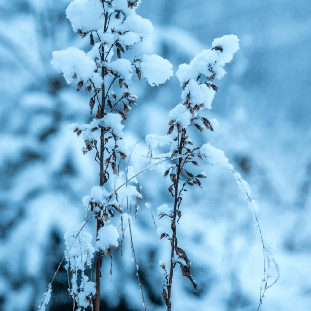 Image illustrates a frosty plant demonstrating information for problems and solutions in winter sowing.