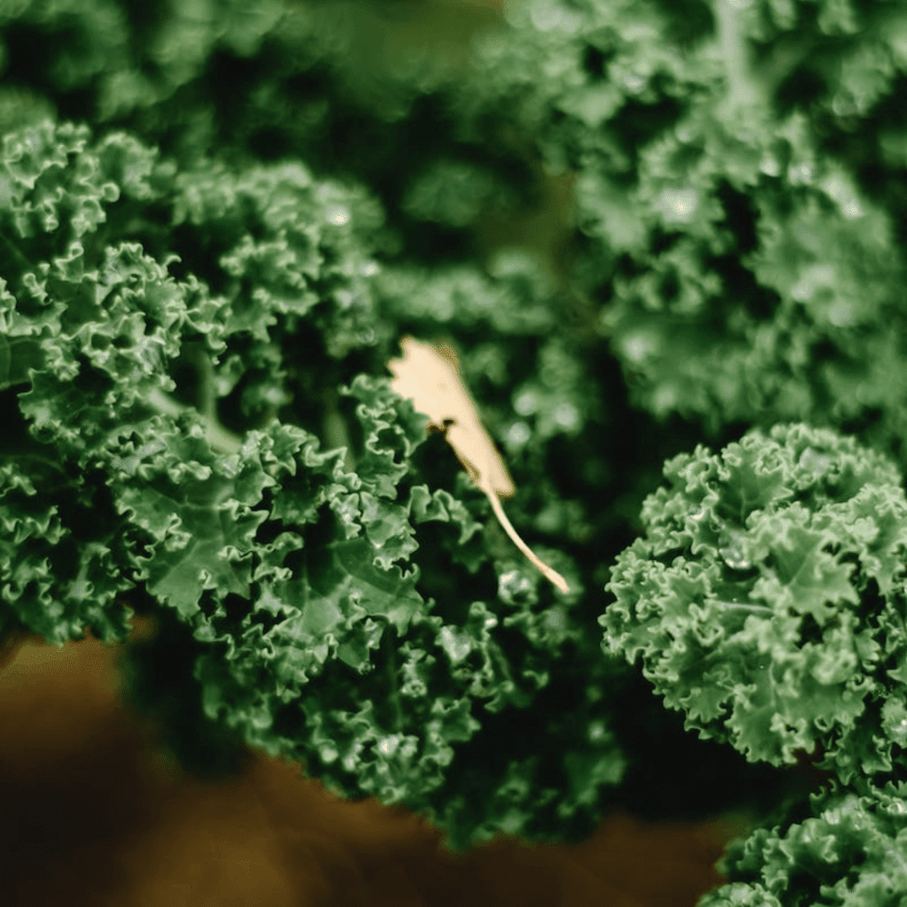 Image illustrates hardy greens for winter sowing.