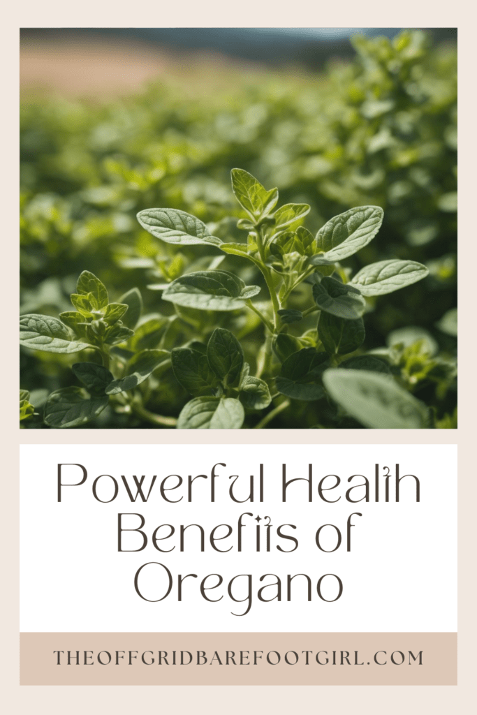 Image illustrates a Pinterest pin of oregano demonstrating information about the health benefits of oregano. 