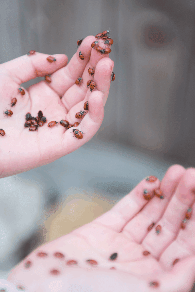 Image illustrates how to release ladybugs in your garden.