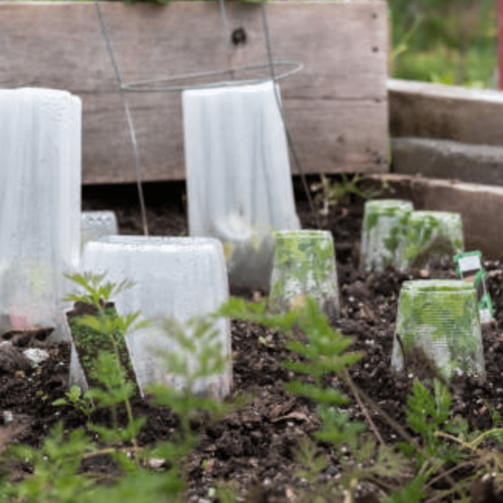 Image illustrates plants in mini-greenhouses for information to prevent mold and mildew in winter-sown containers.