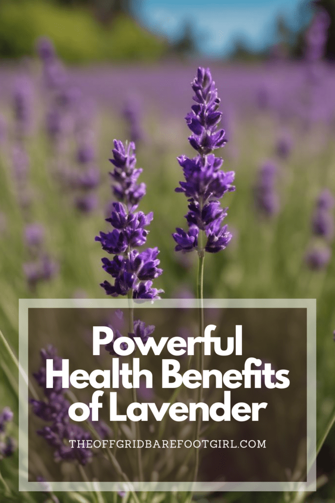 Image illustrates a Pinterest pin of lavender plants demonstrating the health benefits of lavender.
