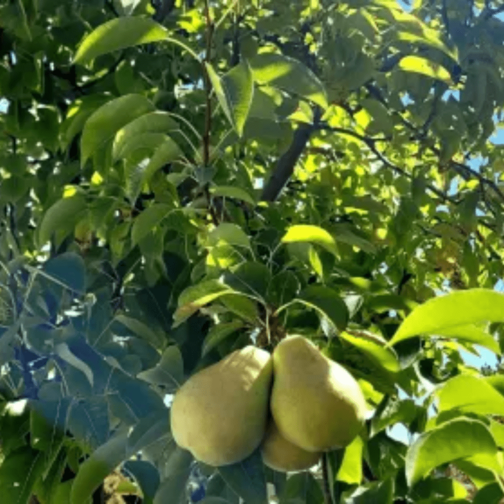 Image illustrates a backyard with fruit trees demonstrating information about how to design your backyard orchard.