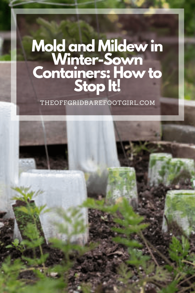 Image illustrates a Pinterest pin of plants in mini-greenhouses for information to prevent mold and mildew in winter-sown containers.