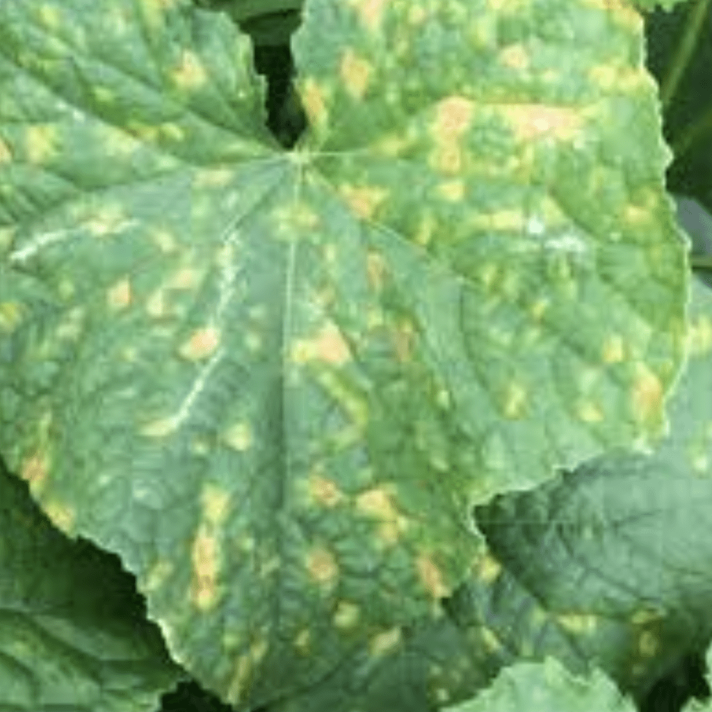 Image illustrates a plant with downy mildew. 