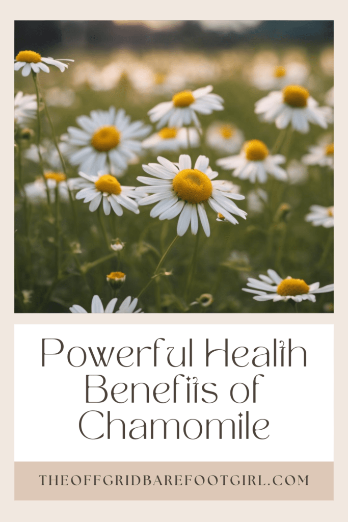 Image illustrates a Pinterest pin of chamomile demonstrating the health benefits of chamomile. 