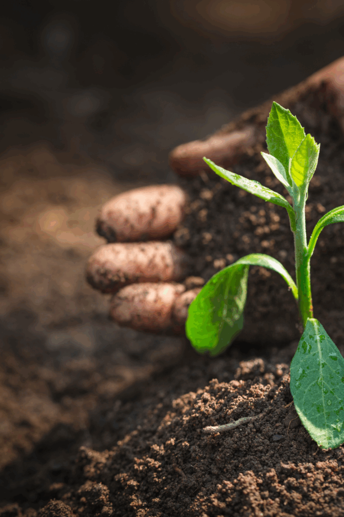 Image illustrates a seedling in soil.