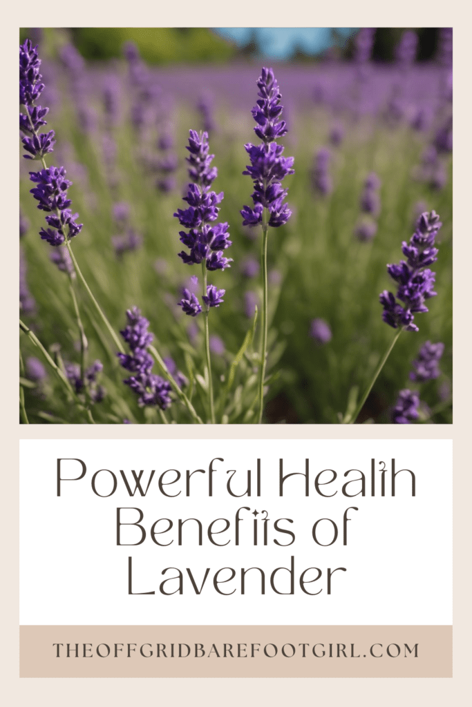 Image illustrates a Pinterest pin of lavender plants demonstrating the health benefits of lavender.