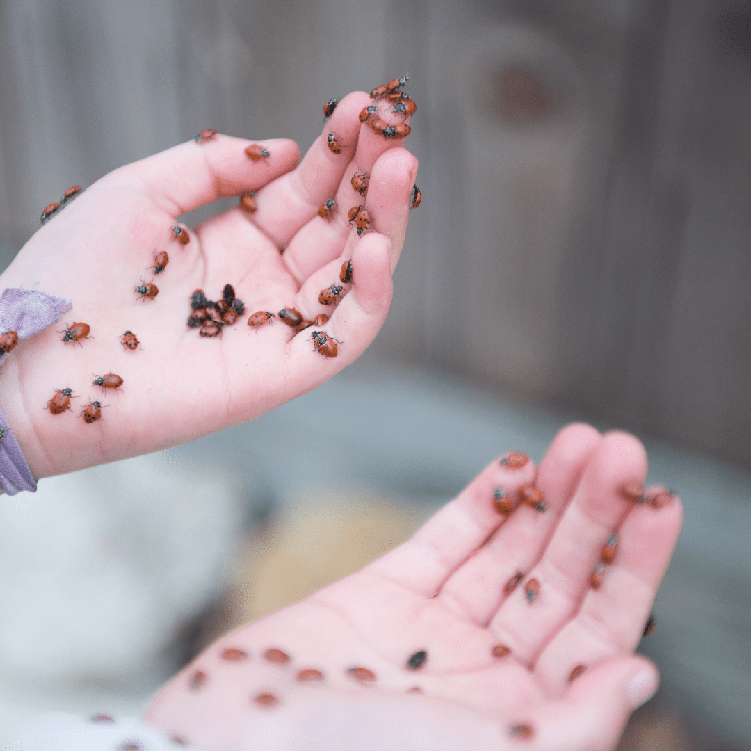 How to Release Ladybugs In Your Garden for Organic Pest Control