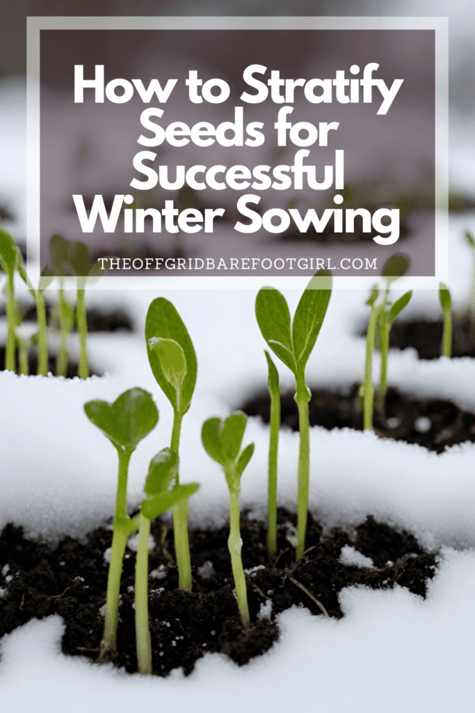Image illustrates a Pinterest pin of seedlings sprouting in snow demonstrating information on how to stratify seeds for winter sowing. 