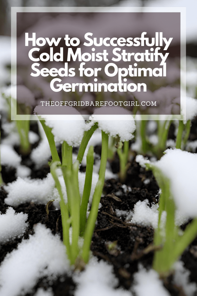 Image illustrates a Pinterest pin of seedlings in snow demonstrating information how to cold moist stratify seeds. 