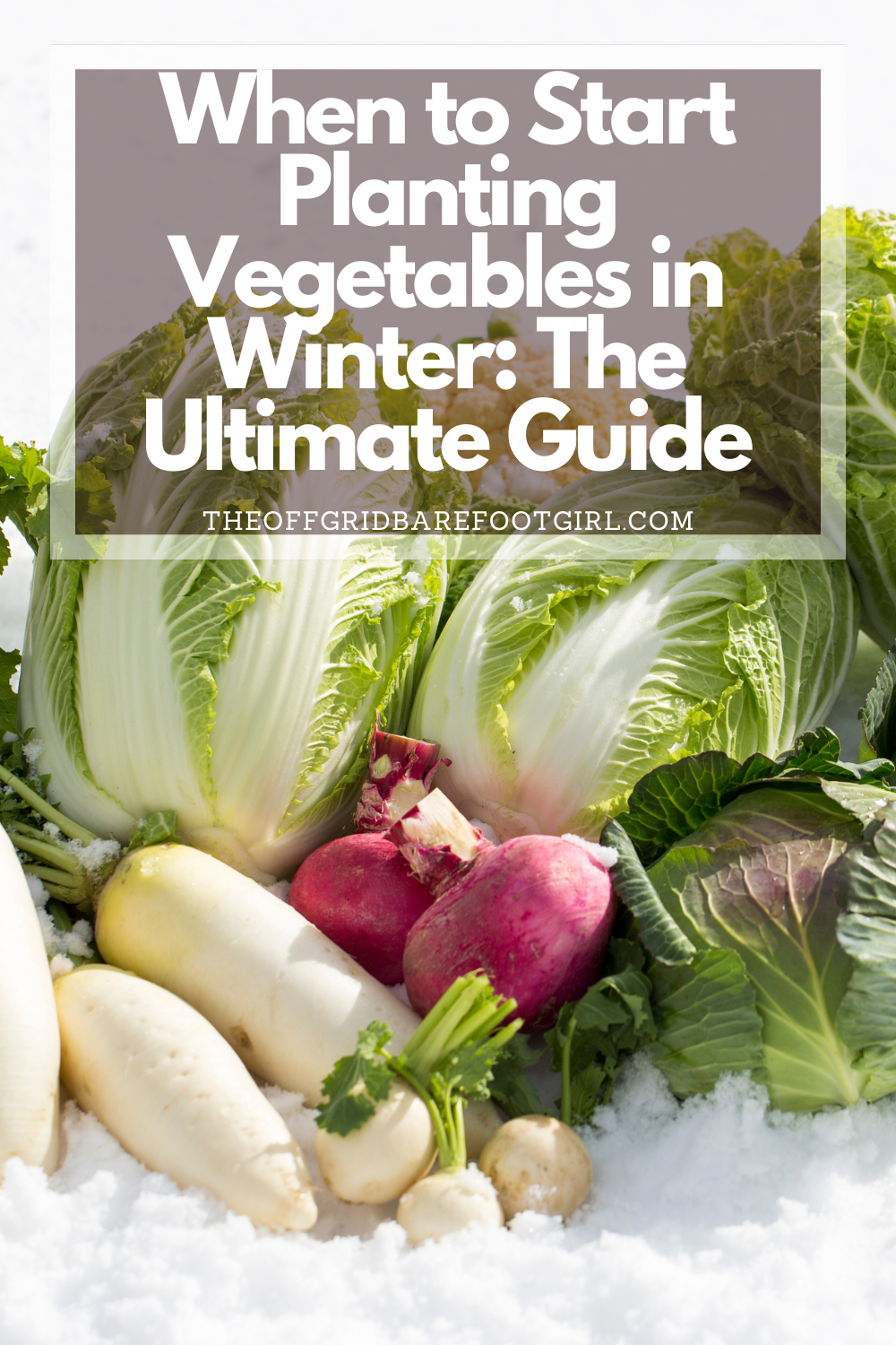 Image illustrates when to start planting vegetables in winter.