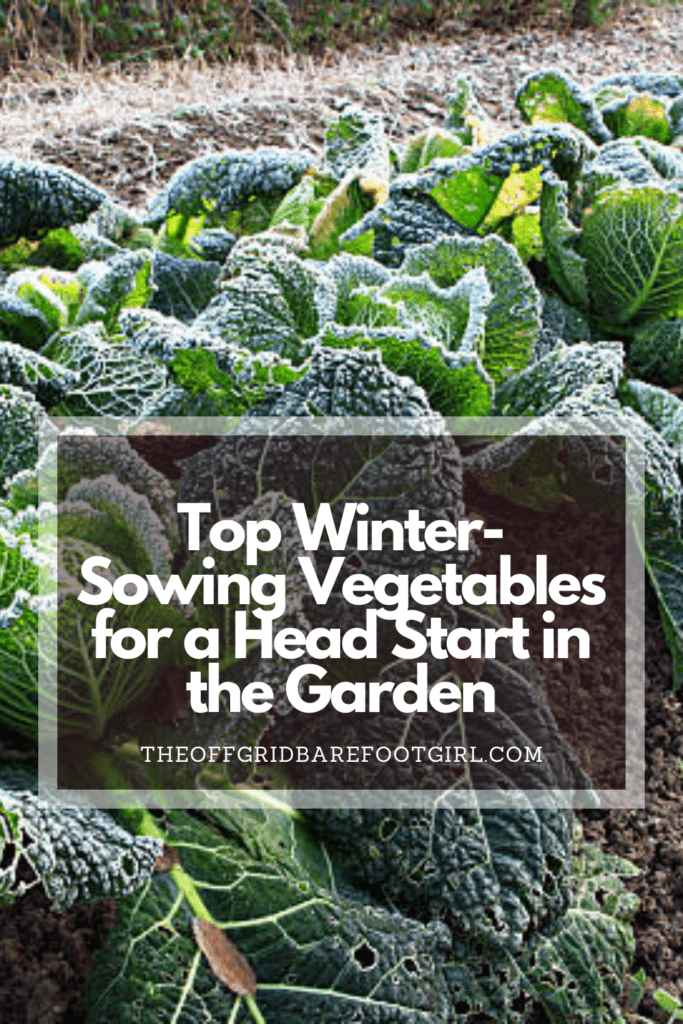 Image illustrates a Pinterest pin of winter sowing vegetables.