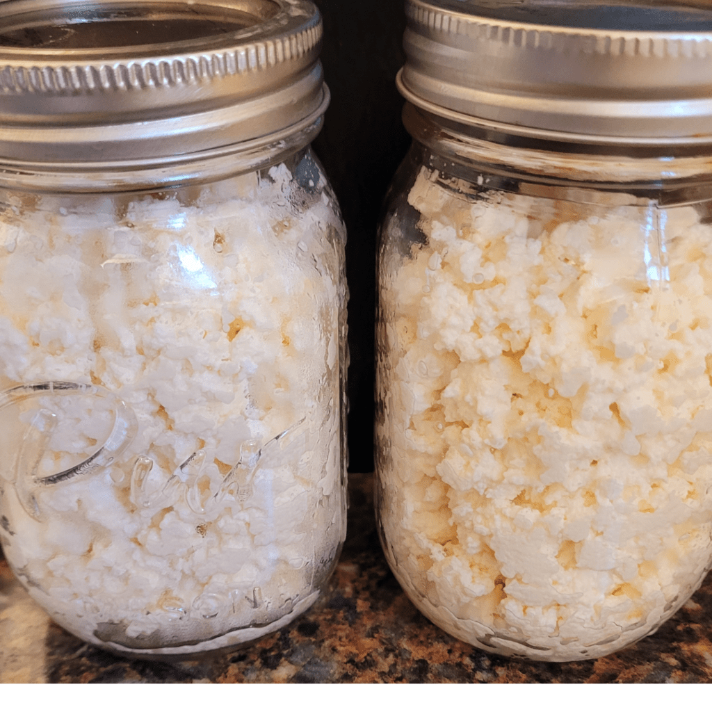 Image illustrates ricotta cheese after draining curdled whole milk demonstrating a recipe for easy homemade ricotta cheese. 