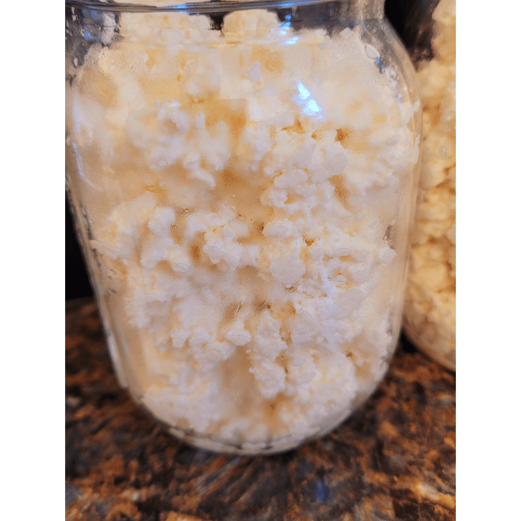 Image illustrates ricotta cheese after draining curdled whole milk demonstrating a recipe for easy homemade ricotta cheese. 