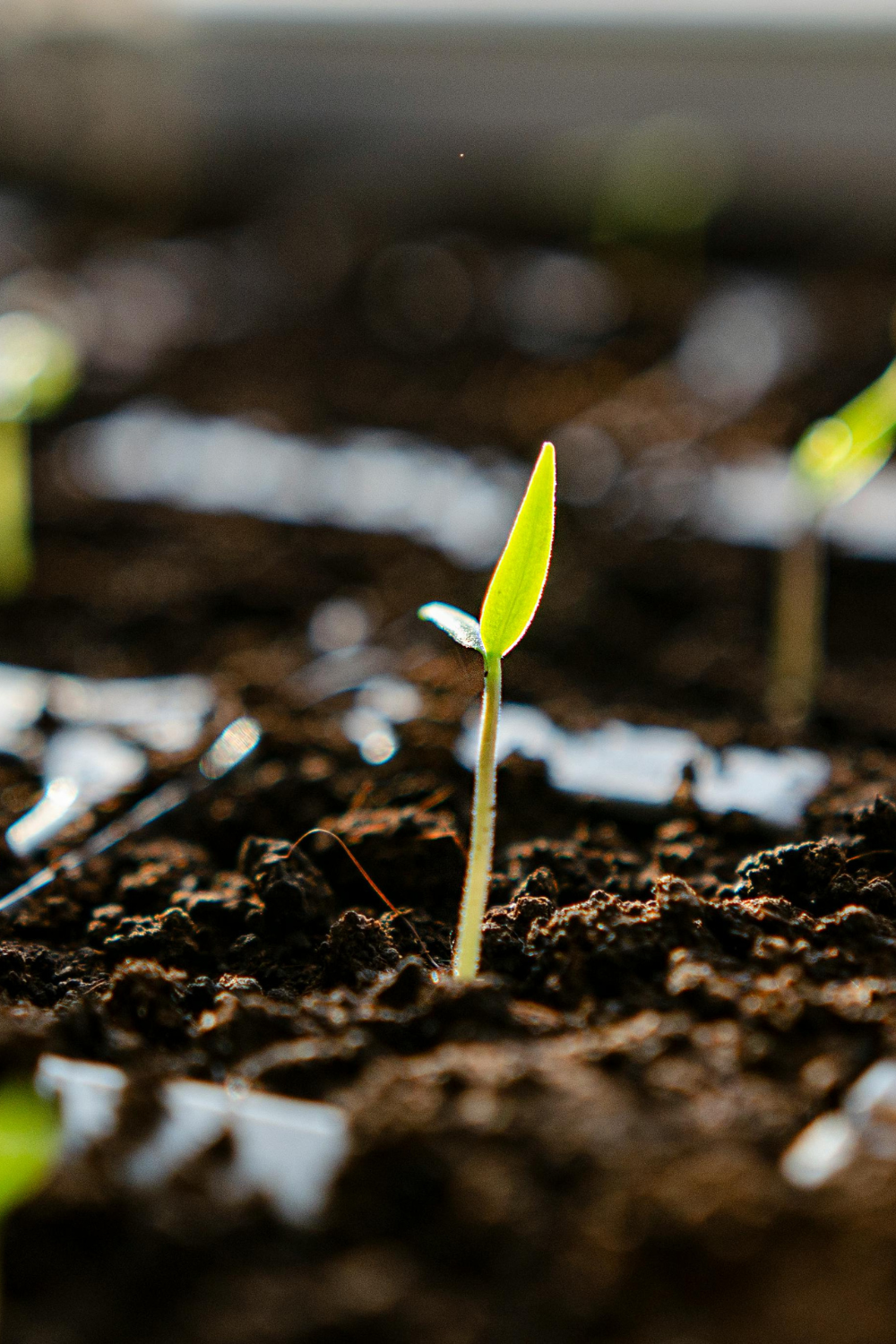 Image illustrates seeds stratification.