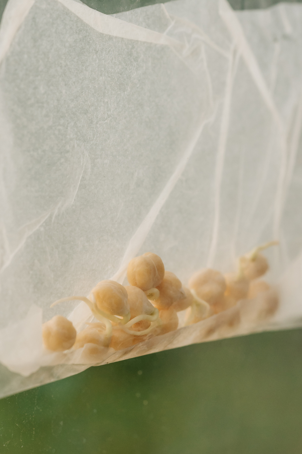 Image illustrates seeds stratification.