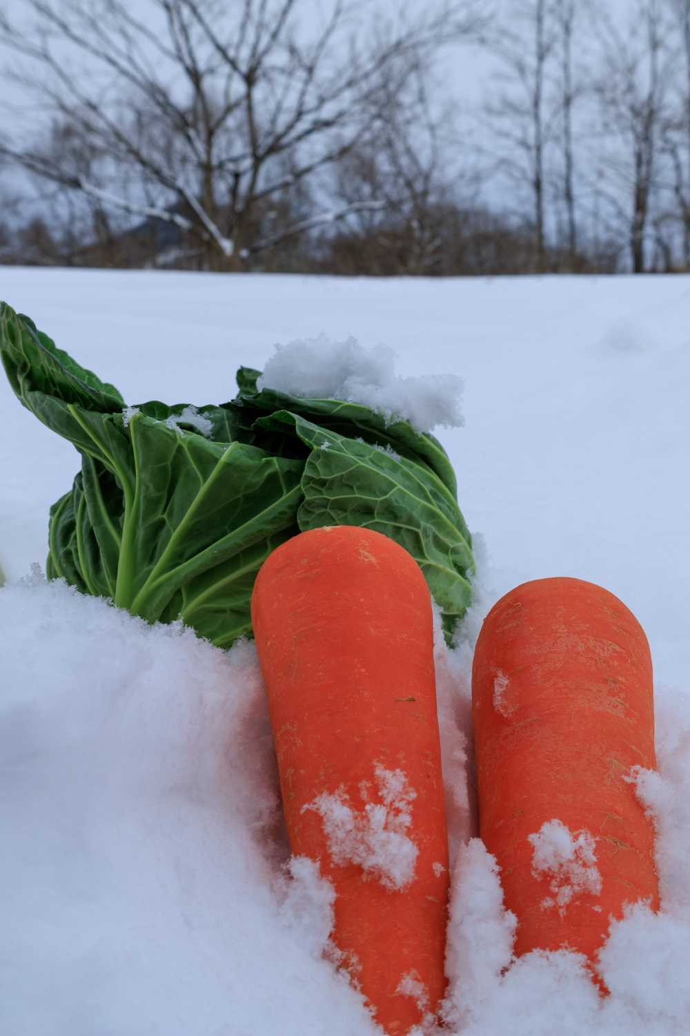 Image illustrates root vegetables for winter sowing. 