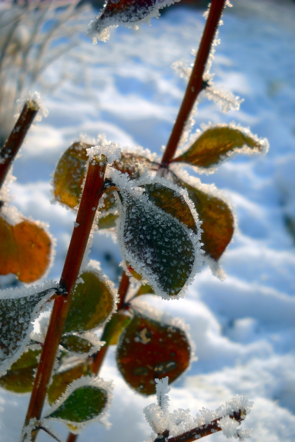 Image illustrates winter sowing to boost your plants' growth with perfect timing.