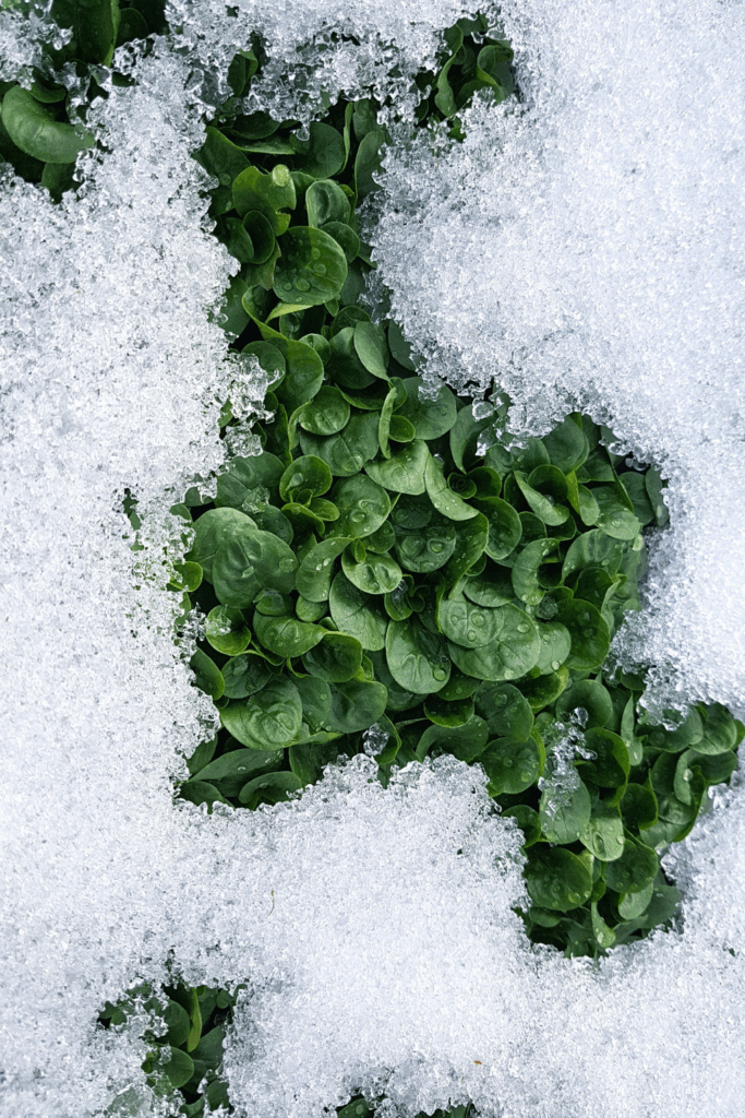 Image illustrates seedlings in snow for winter sowing. 