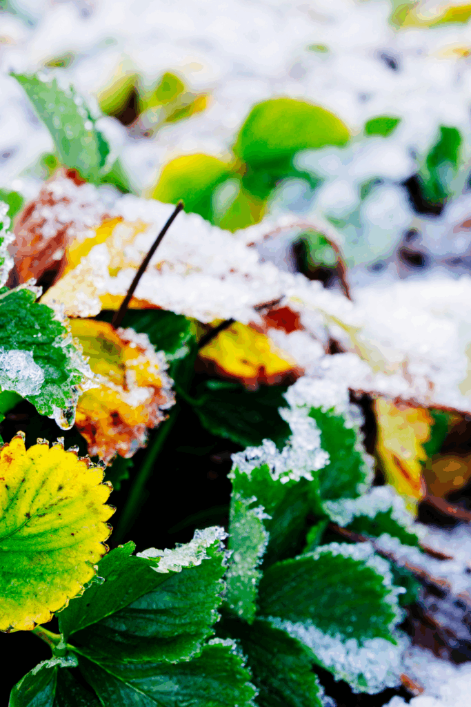 Image illustrates winter sowing to boost your plants' growth with perfect timing.