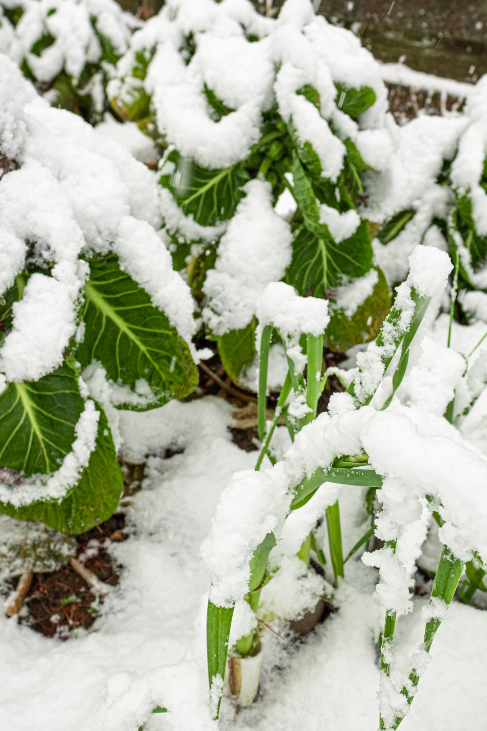 Image illustrates hardy greens for winter sowing. 