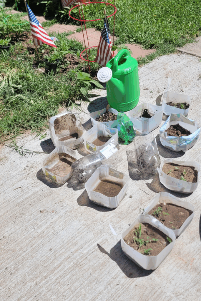 Image illustrates transplanting seedlings after winter sowing in mini greenhouses for winter sowing.