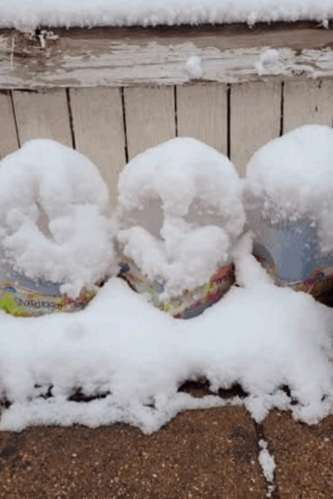 Image illustrates winter sowing with milk jugs with snow.