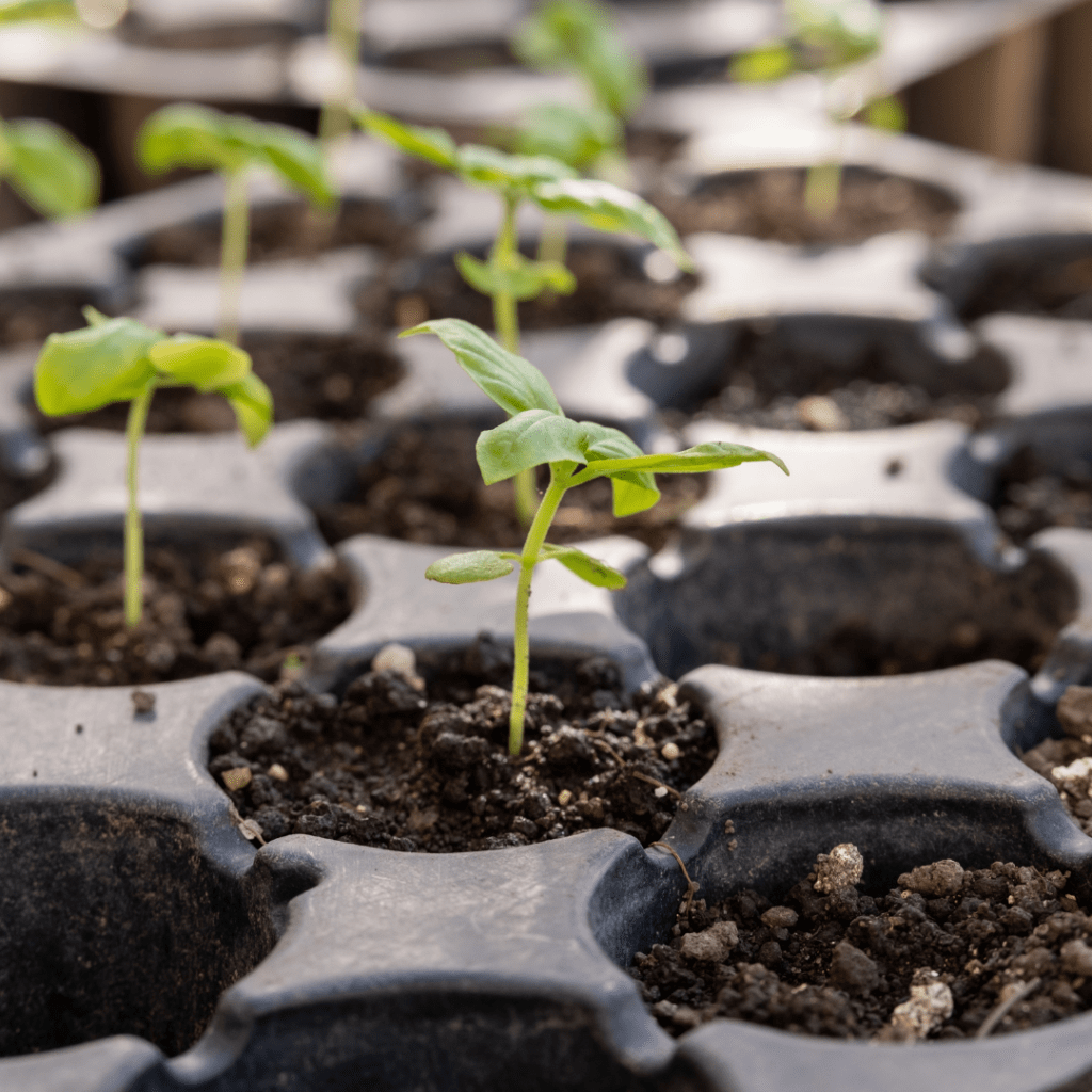 Image illustrates seedlings demonstrating information for temperature fluctuations and winter sowing.