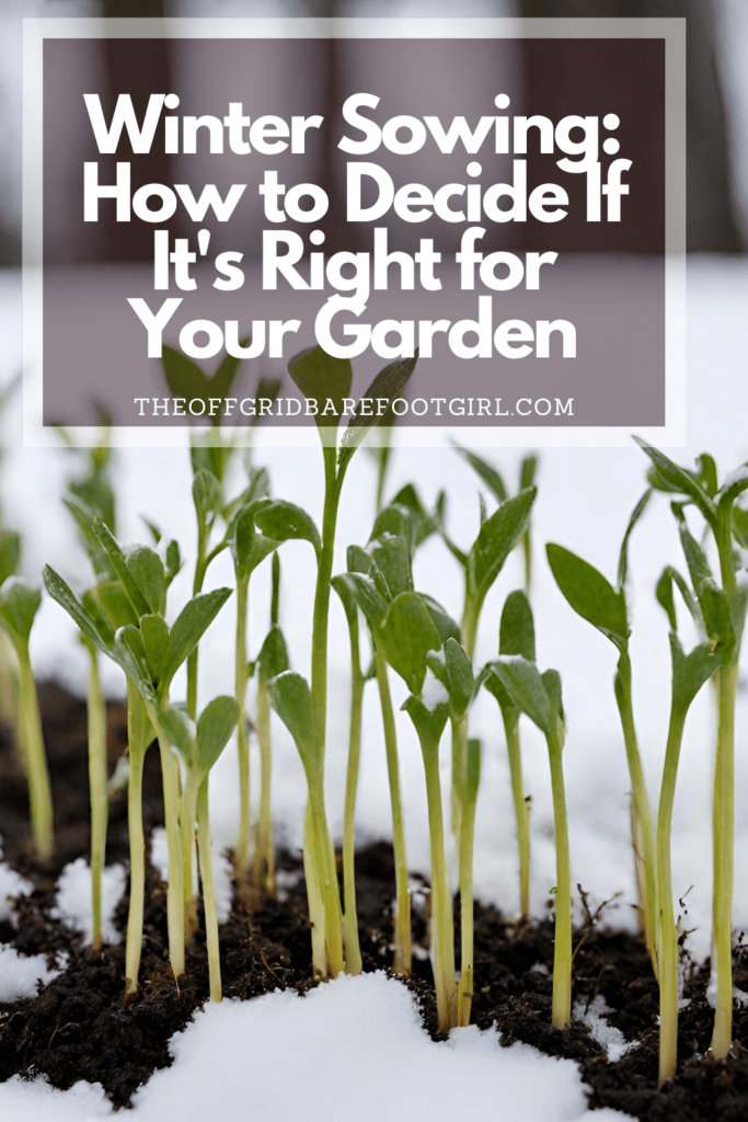 Image illustrates a Pinterest pin of seedlings in snow for winter sowing. 