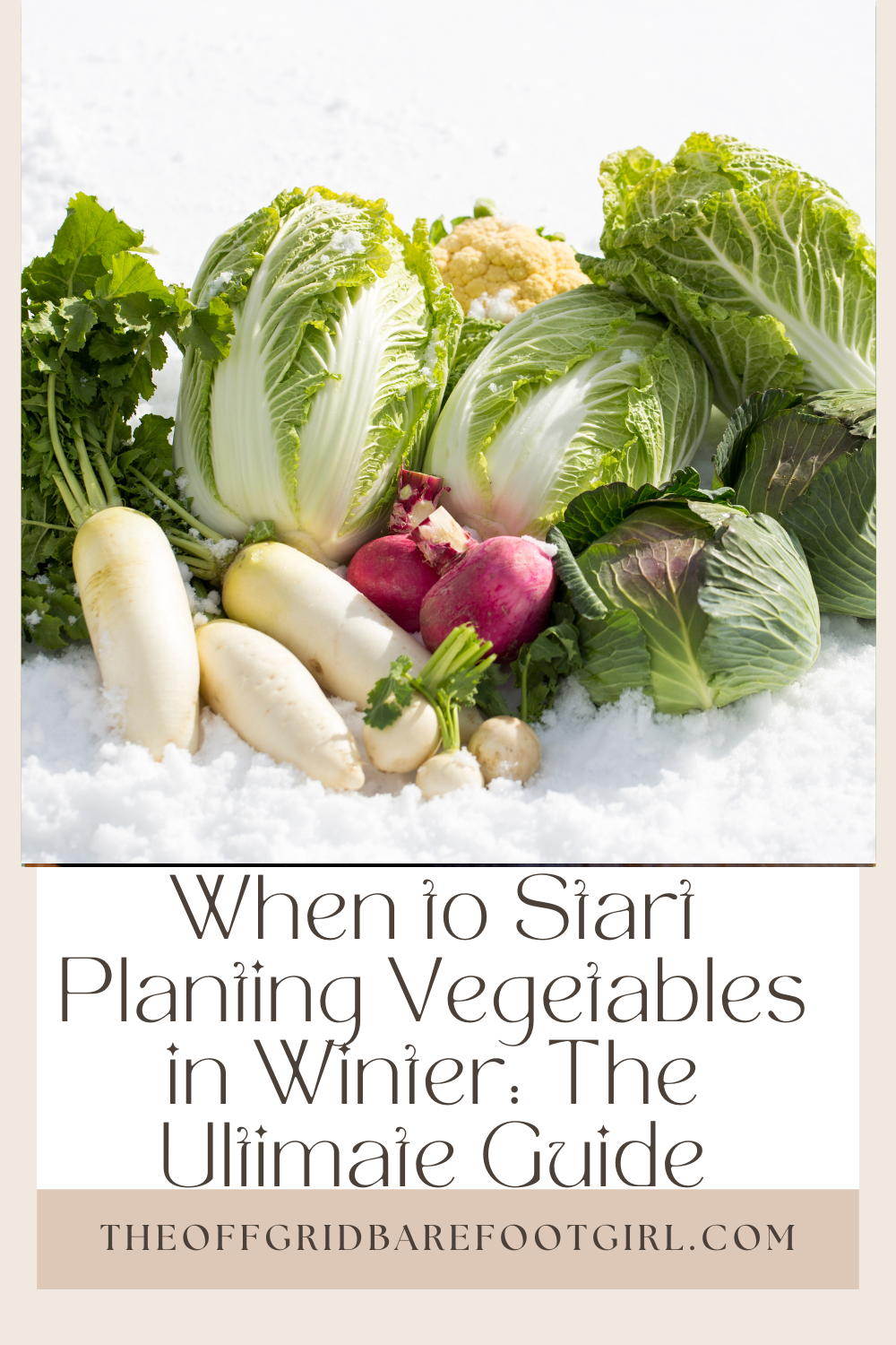 Image illustrates when to start planting vegetables in winter.