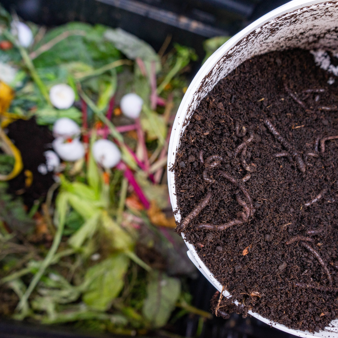 How to Start a Worm Bin: Turning Kitchen Scraps into Black Gold!