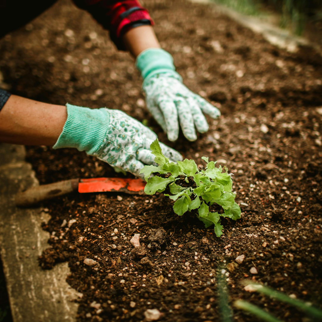 The Best Tips for Organic Gardening