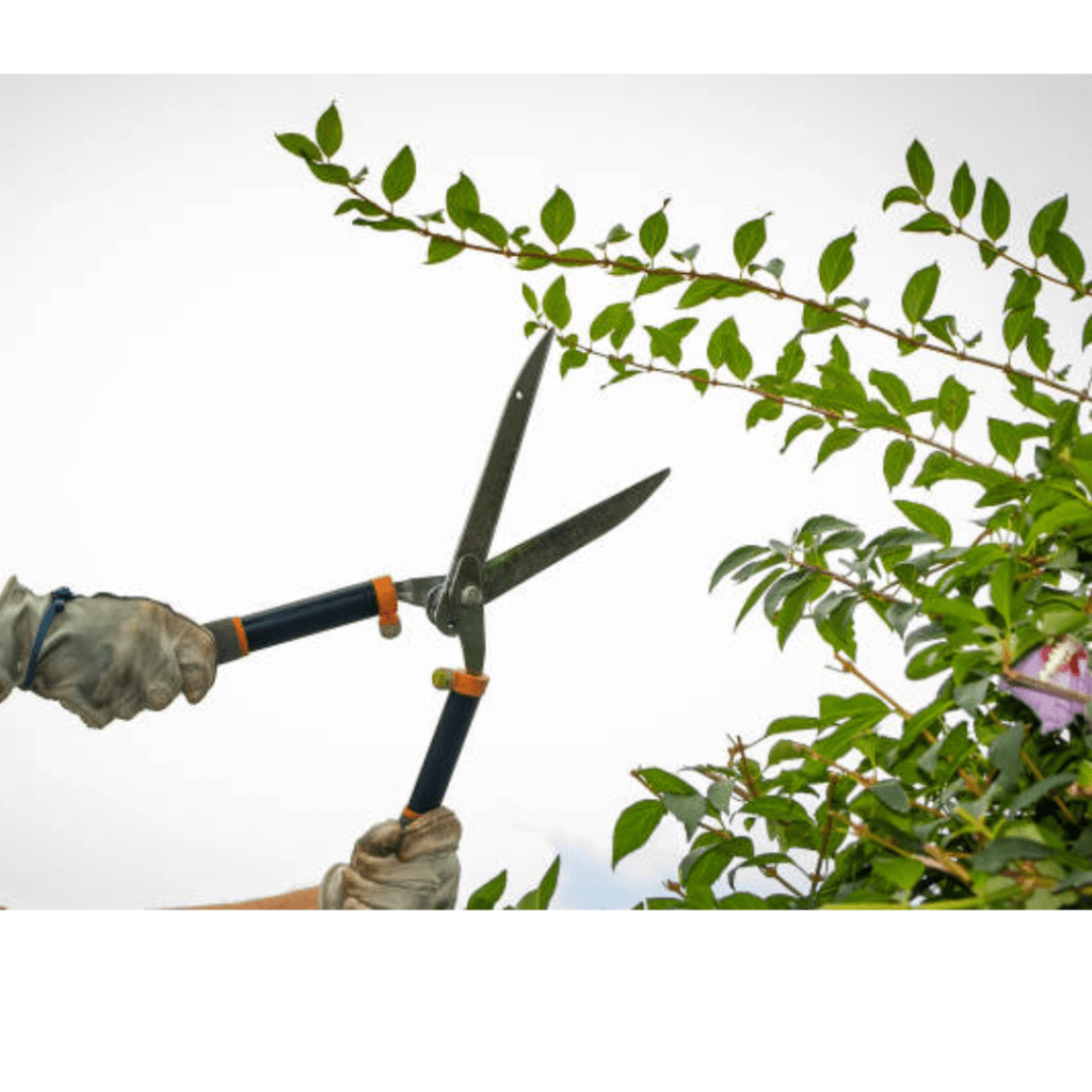 Image illustrates garden loppers for the best garden tools. 
