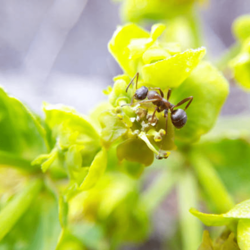 Image illustrates an ant on a plant demonstrating information about how to get rid of ants.