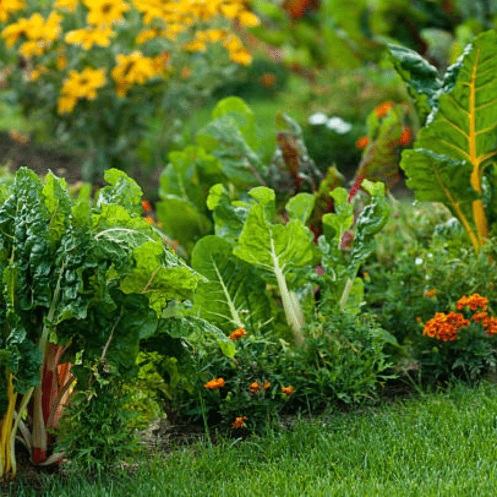 Image illustrates a prepper garden. 
