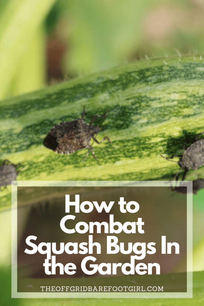 Image illustrates a Pinterest pin of squash bugs. 