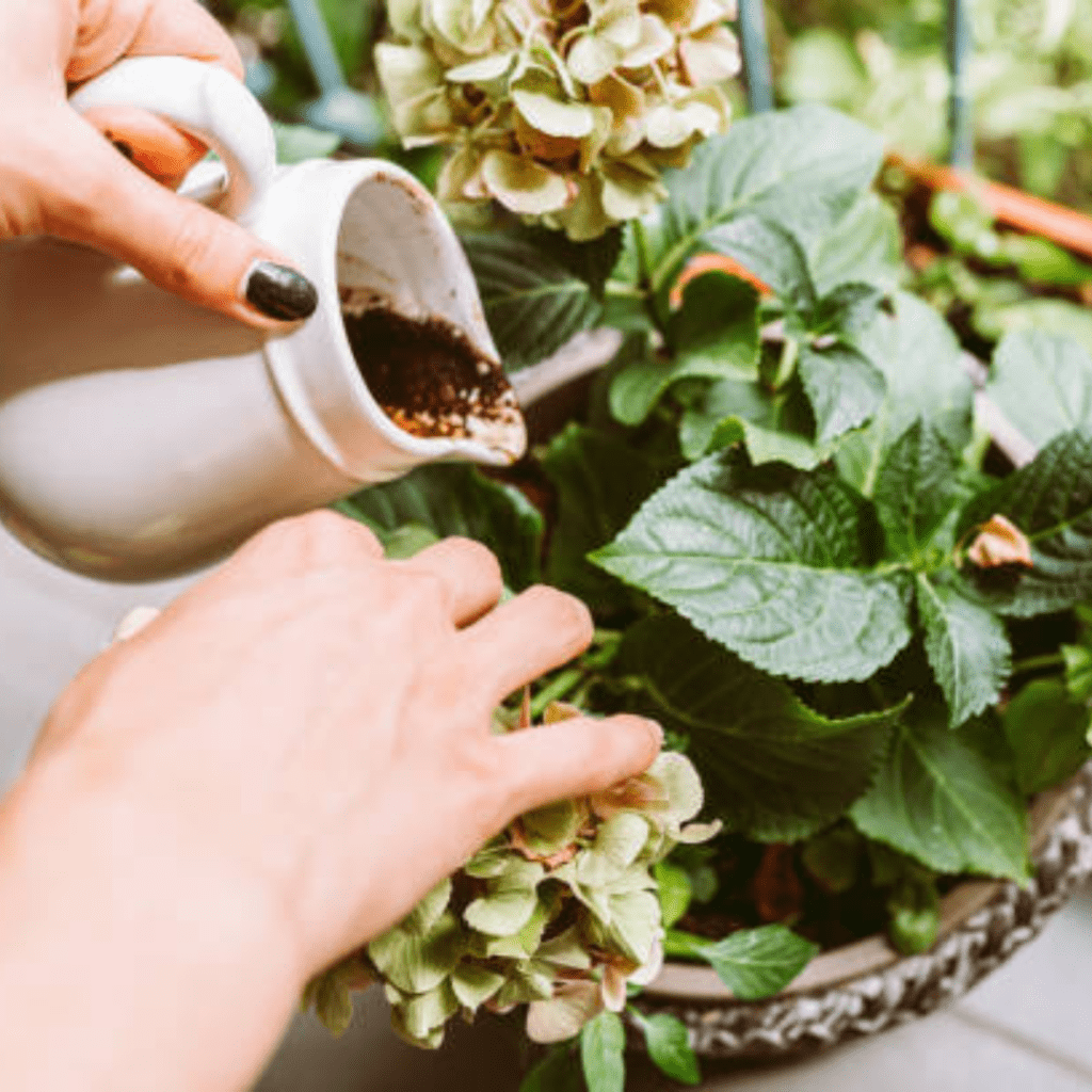 Image illustrates uses for coffee grounds as pest control in the garden. 