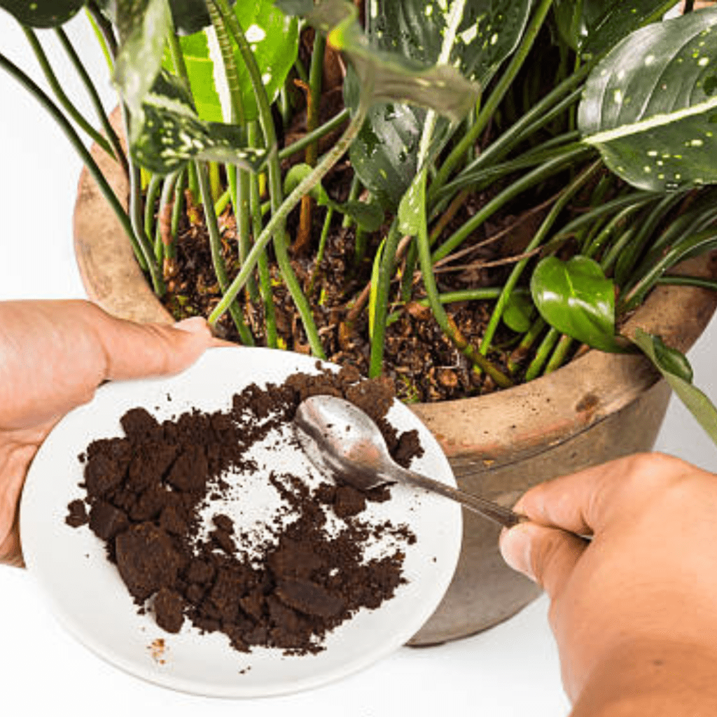 Image illustrates uses for coffee grounds for plant fertilizer. 