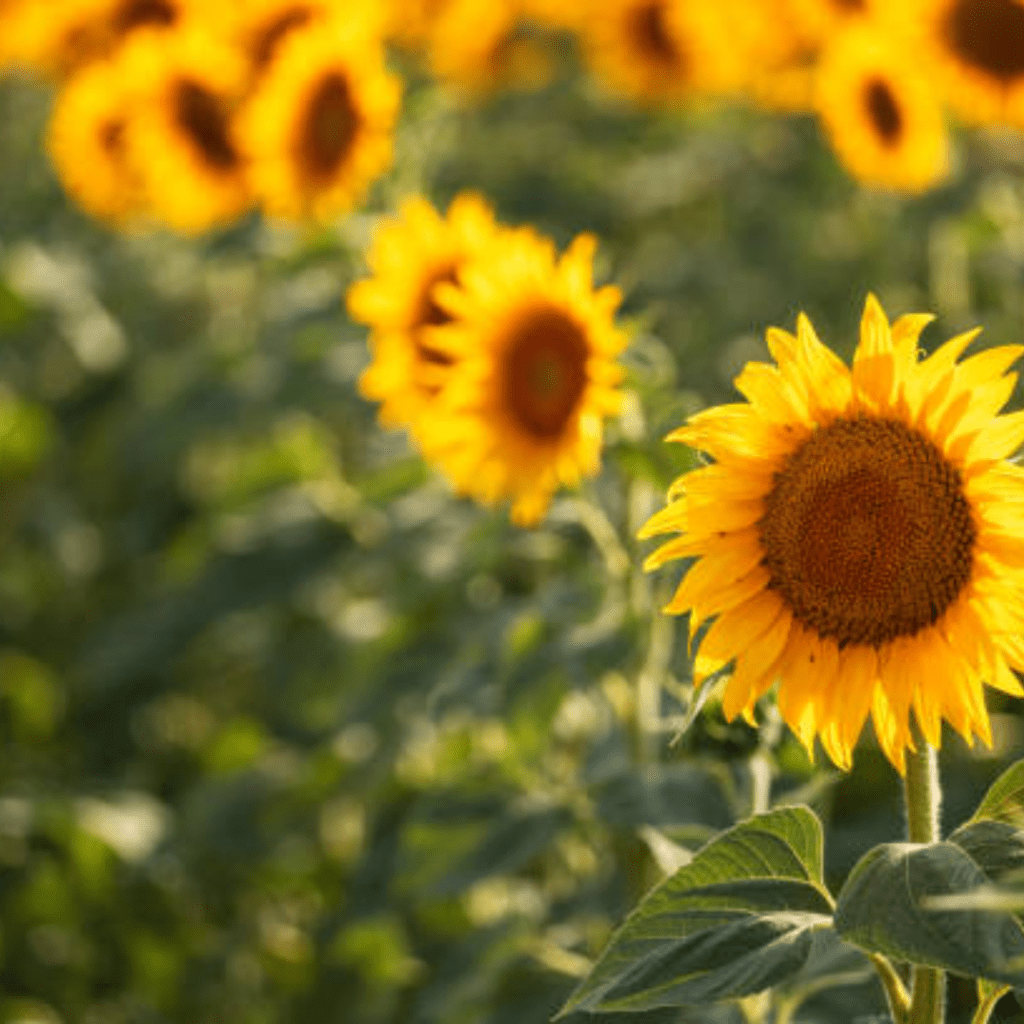 Image illustrates sunflowers for the best flowers for vegetable gardens. 