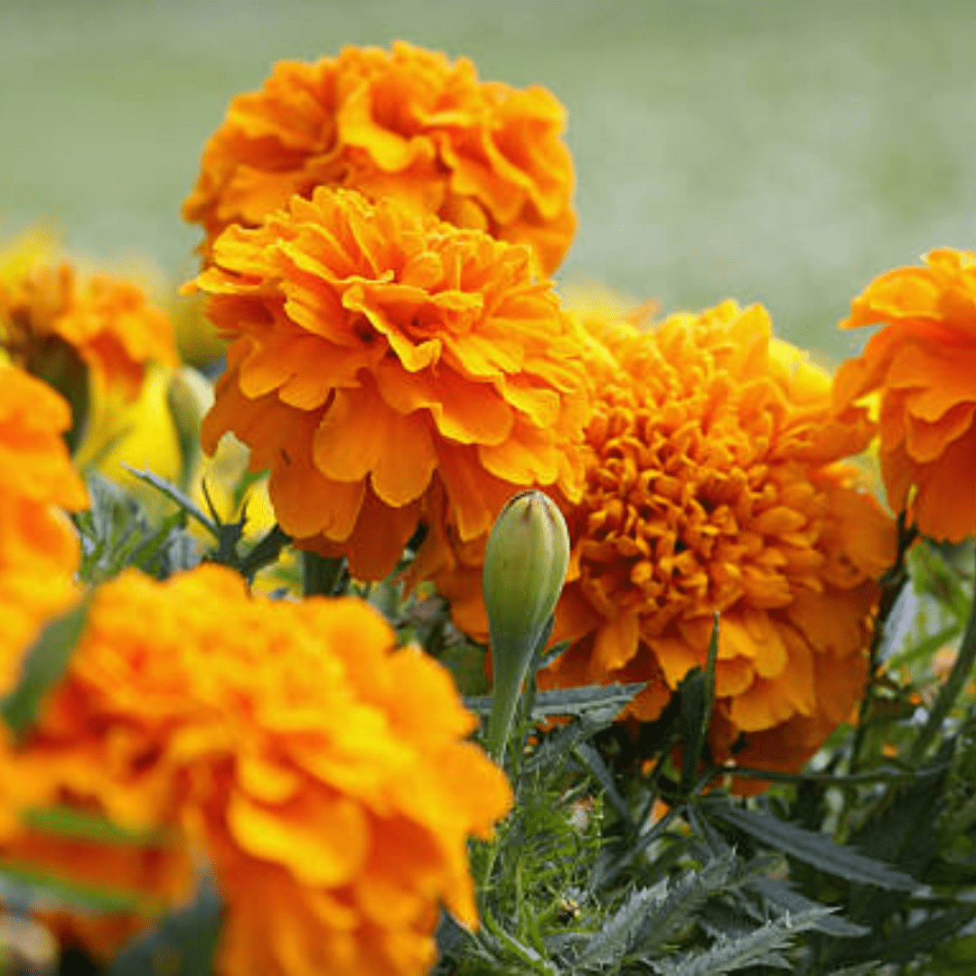 How to Grow Marigolds As Pest Control In Your Vegetable Garden